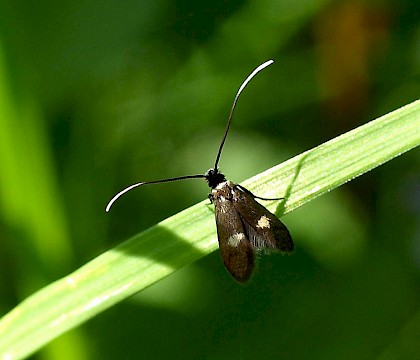 Adult &bull; Kenfig NNR, Glamorgan &bull; &copy; Paul Parsons