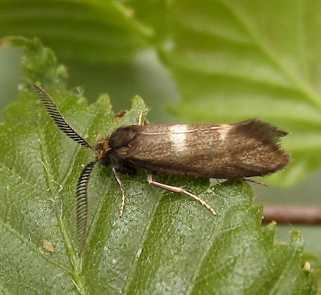 Incurvaria pectinea