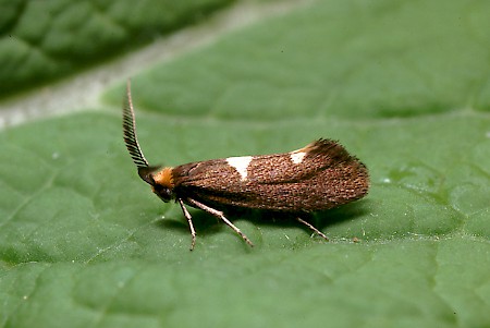 Incurvaria masculella