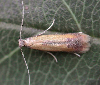 Adult &bull; Fleet, Hants &bull; &copy; Rob Edmunds