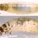 Larva • On tree trunk , late March, Disley, Cheshire. Leg. P.Fletcher. Imago reared. • © Ian Smith