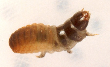 Luffia ferchaultella