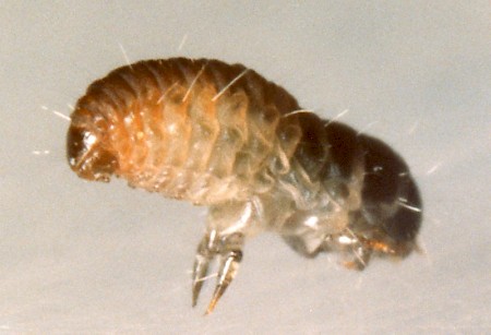 Luffia ferchaultella