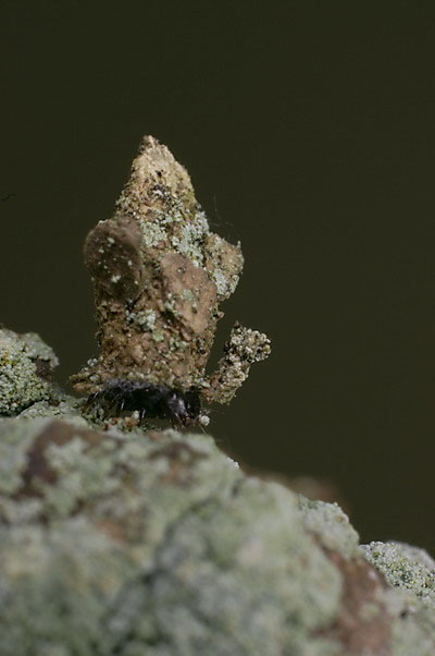 Bacotia claustrella