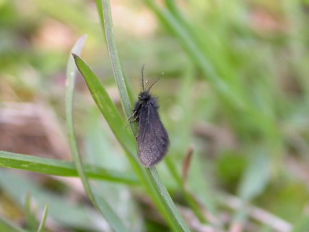 Epichnopterix plumella