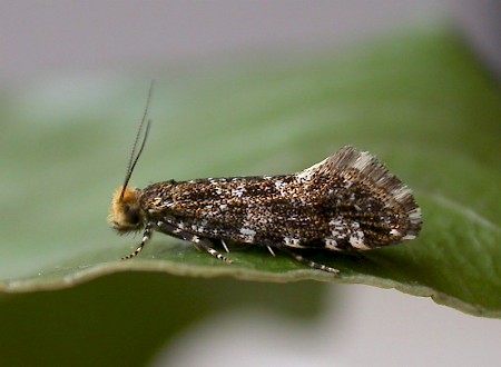 Triaxomera parasitella