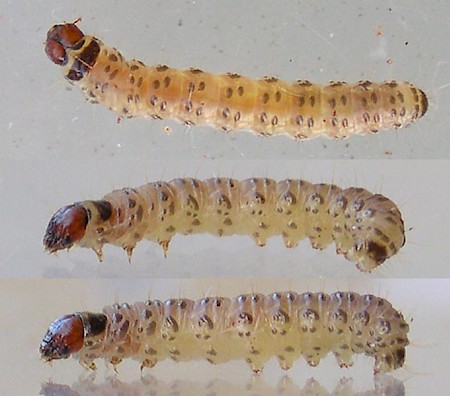 Triaxomera parasitella