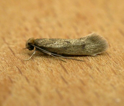 Adult &bull; Studham, Bedfordshire &bull; &copy; Charles Baker