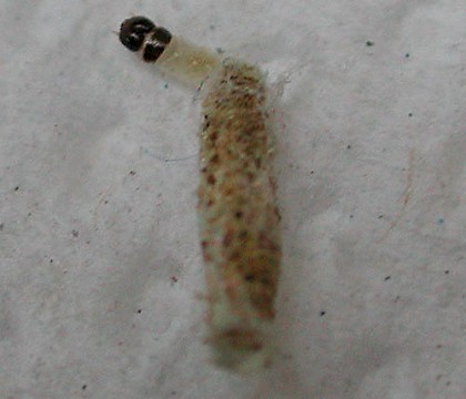 Larva &bull; Harlech, Gwynedd &bull; &copy; Helen Bantock