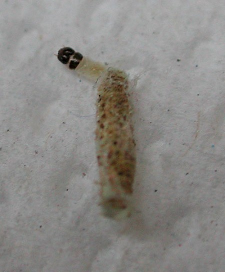 Tinea dubiella