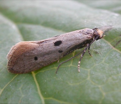 Adult &bull; Sharow, N.Yorks &bull; &copy; Charles Fletcher
