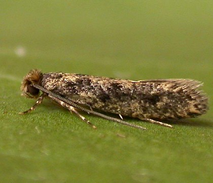 Adult &bull; Eye, Suffolk &bull; &copy; Paul Kitchener