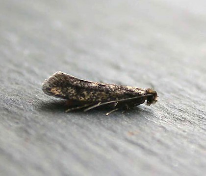 Adult &bull; Broadholme, Lincs., Gen. det. MG. &bull; &copy; Martin Gray