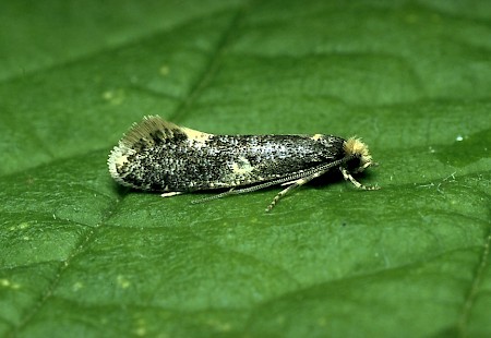 Monopis weaverella