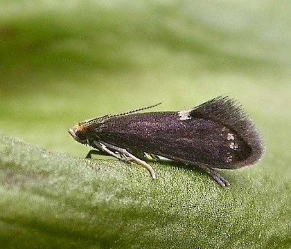 Adult &bull; nr. Halifax, W. Yorks. Reared from Phyllitis &bull; &copy; Charlie Streets