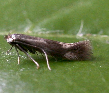 Adult &bull; Littleborough, Lancashire &bull; &copy; Ian Kimber