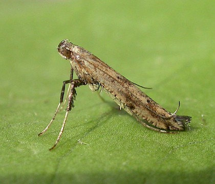 Adult &bull; Ipswich, Suffolk &bull; &copy; Paul Kitchener