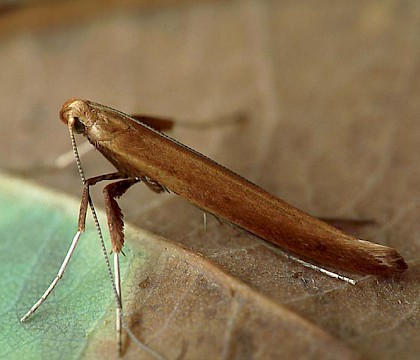 Adult &bull; Littleborough, Lancashire &bull; &copy; Ian Kimber