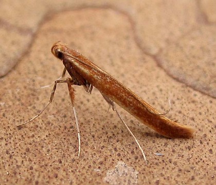 Adult &bull; East Ross &bull; &copy; Nigel Richards