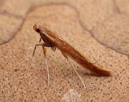 Caloptilia betulicola