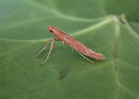 Caloptilia betulicola