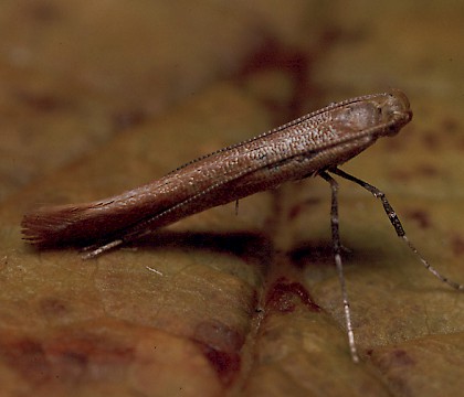 Adult &bull; Studham, Bedfordshire &bull; &copy; Charles Baker