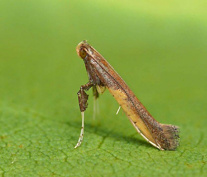 Adult &bull; &copy; Patrick Clement