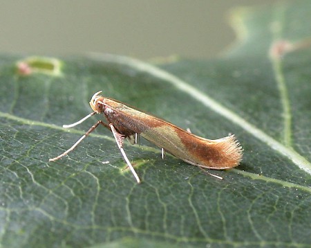 Caloptilia alchimiella