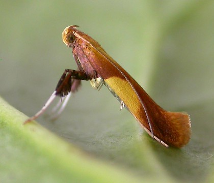Adult &bull; Chorlton, Gtr. Manchester, reared from mine in oak. &bull; &copy; Ben Smart