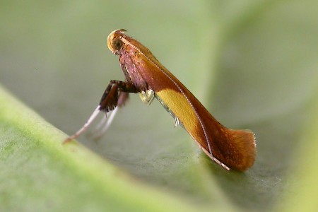 Caloptilia robustella