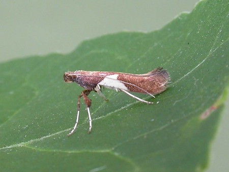 Caloptilia stigmatella