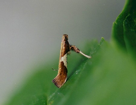 Caloptilia stigmatella