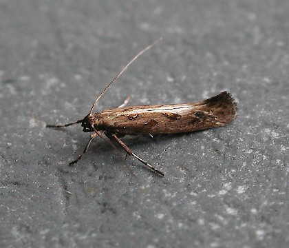 Adult &bull; Harlech, Gwynedd &bull; &copy; Helen Bantock