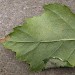 Leafmine • Elland, W. Yorkshire • © Charlie Streets