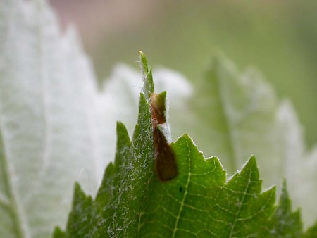 Parornix scoticella