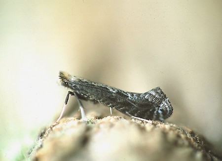 Parornix torquillella