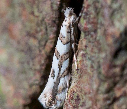 Adult &bull; Sandy, Bedfordshire &bull; &copy; Ian Dawson
