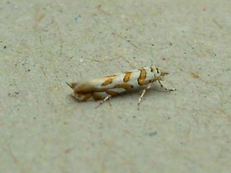 Phyllonorycter kuhlweiniella