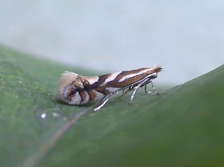 Phyllonorycter oxyacanthae