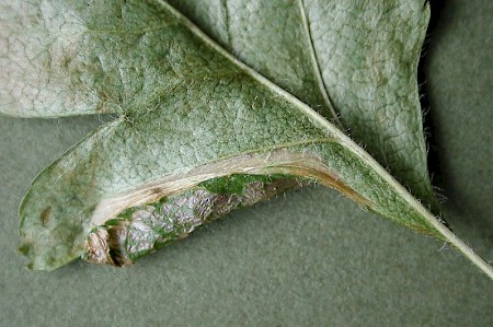 Phyllonorycter oxyacanthae