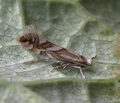 Adult &bull; ex. Mine on Prunus sp., Congleton, Cheshire &bull; &copy; Ian Kimber