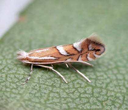 Adult &bull; Fleet, Hants. Reared from mine on Viburnum tinus &bull; &copy; Rob Edmunds