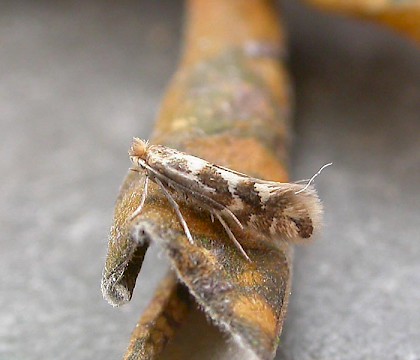 Adult &bull; Seaton, Kent. Reared from osier &bull; &copy; Francis Solly