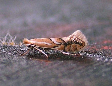 Phyllonorycter dubitella