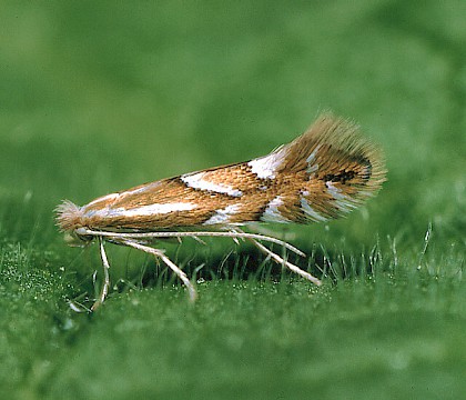 Adult &bull; Whipsnade, Bedfordshire &bull; &copy; Charles Baker