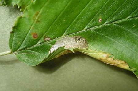 Phyllonorycter esperella