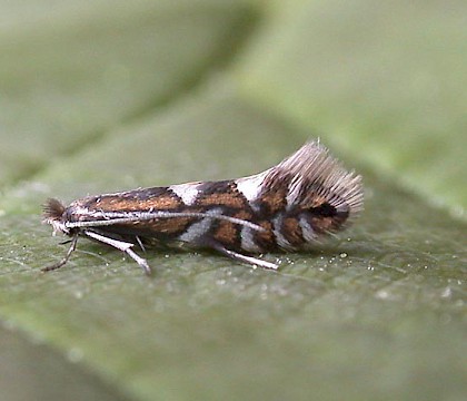 Adult &bull; ex. Mine in Alnus incana, Littleborough, Lancashire &bull; &copy; Ian Kimber