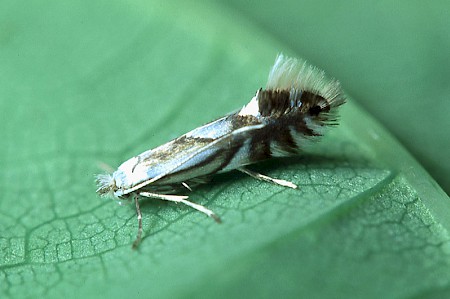 Phyllonorycter rajella