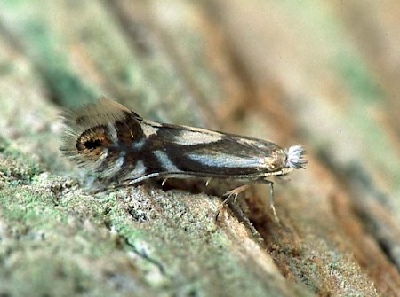 Phyllonorycter rajella