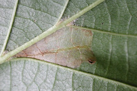 Phyllonorycter rajella